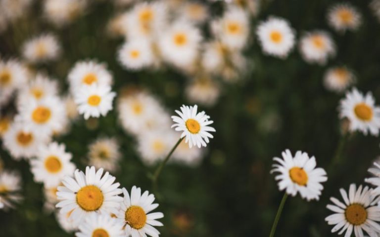 Gänseblümchen Bedeutung und Symbolik der Blume