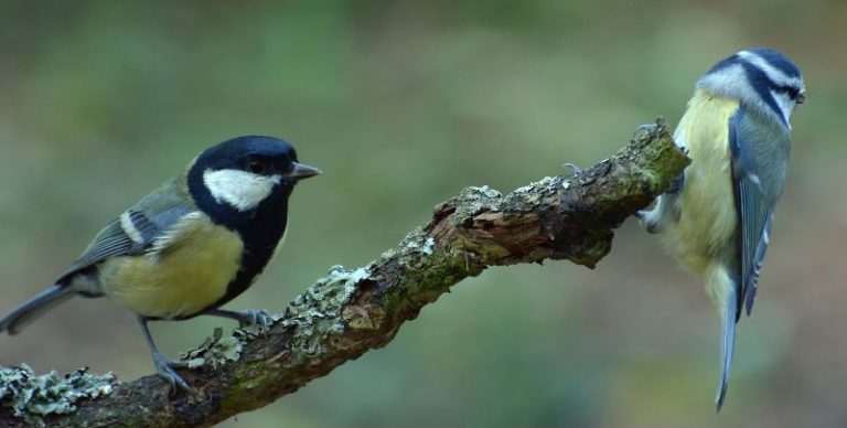 Krafttier Meise Bedeutung und Eigenschaften